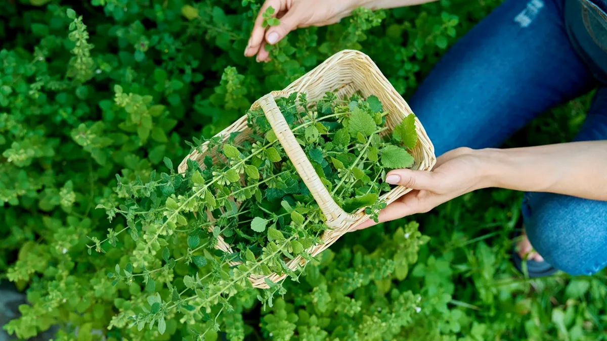 Leacul din pădure: planta care alungă depresia, stresul și anxietatea