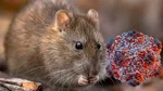Țara în care infecțiile cu hantavirus aproape s-au dublat în ultimul an. 101 cazuri confirmate și 32 de decese