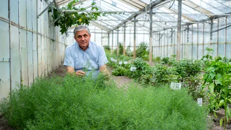 EXCLUSIV. Plantele miraculoase care ar putea să învingă COVID-19. Lista sfântă a cercetătorului Costel Vînătoru