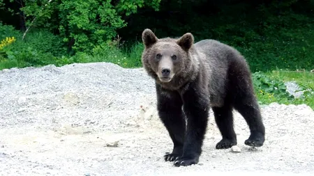 În Harghita, urșii dau mai multă bătaie de cap jandarmilor decât infractorii