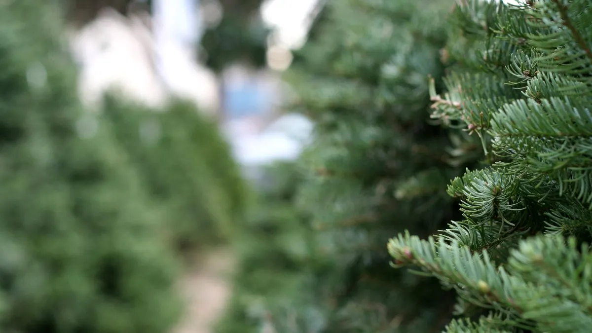 Nu arunca bradul după sărbători. Poate deveni un aliat important pentru grădina ta