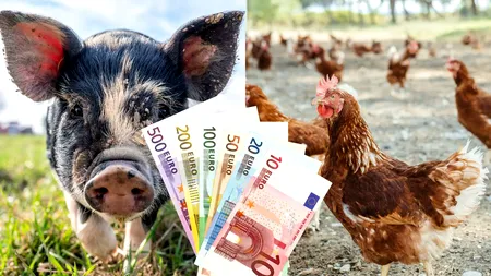 Atenție, crescători de porci și păsări ! APIA a început să elibereze adeverințele DR 06 - Bunăstarea animalelor, pentru credite