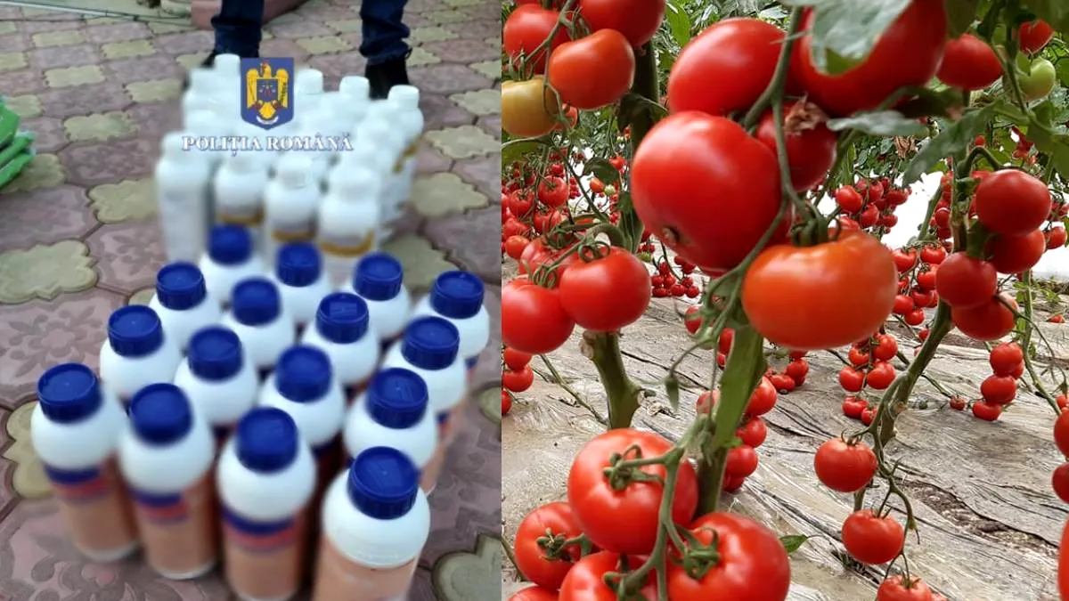 Surpriză în scandalul roșiilor de la Buzău: Trei producători cercetați și nu doi. DAJ cere lămuriri procurorilor