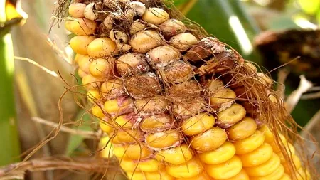 Porumb contaminat cu aflatoxină de la o firmă din Arad, depistat în Olanda