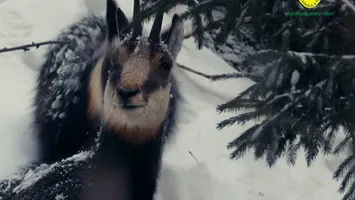 Capre negre, surprinse în timp ce se hrăneau în Parcul Național Piatra Craiului