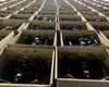 Germania investește 90 de milioane de euro în 50.000 de drone pentru Ucraina. Una dintre cele mai mari comenzi occidentale de armament