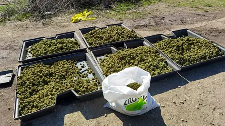 Plantație de cannabis, descoperită lângă Craiova FOTO