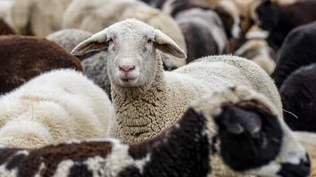 Alertă la graniţa cu Bulgaria! România transferă medici şi tehnicieni veterinari pentru controlul transporturilor de animale vii şi produselor de origine animală
