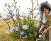 De ce nu ar trebui să smulgi această buruiană din grădină. Rădăcina ei are o utilizare recunoscută la nivel european