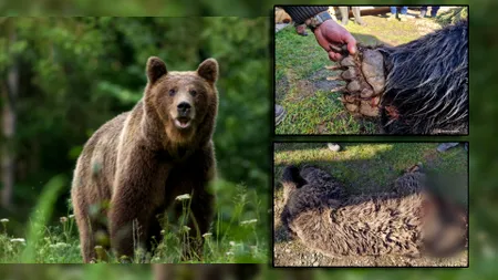 Scandal în Harghita: Urs împușcat fără motiv în satul Târnovița