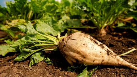 Dezastru agricol în Botoșani. Un fermier pierde 190.000 de euro din cauza unei plante