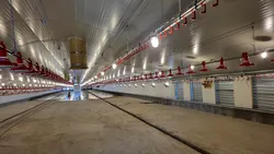 Investiție de aproape patru milioane de euro într-o fermă avicolă. Va genera 300.000 de pui pe an (FOTO&VIDEO)