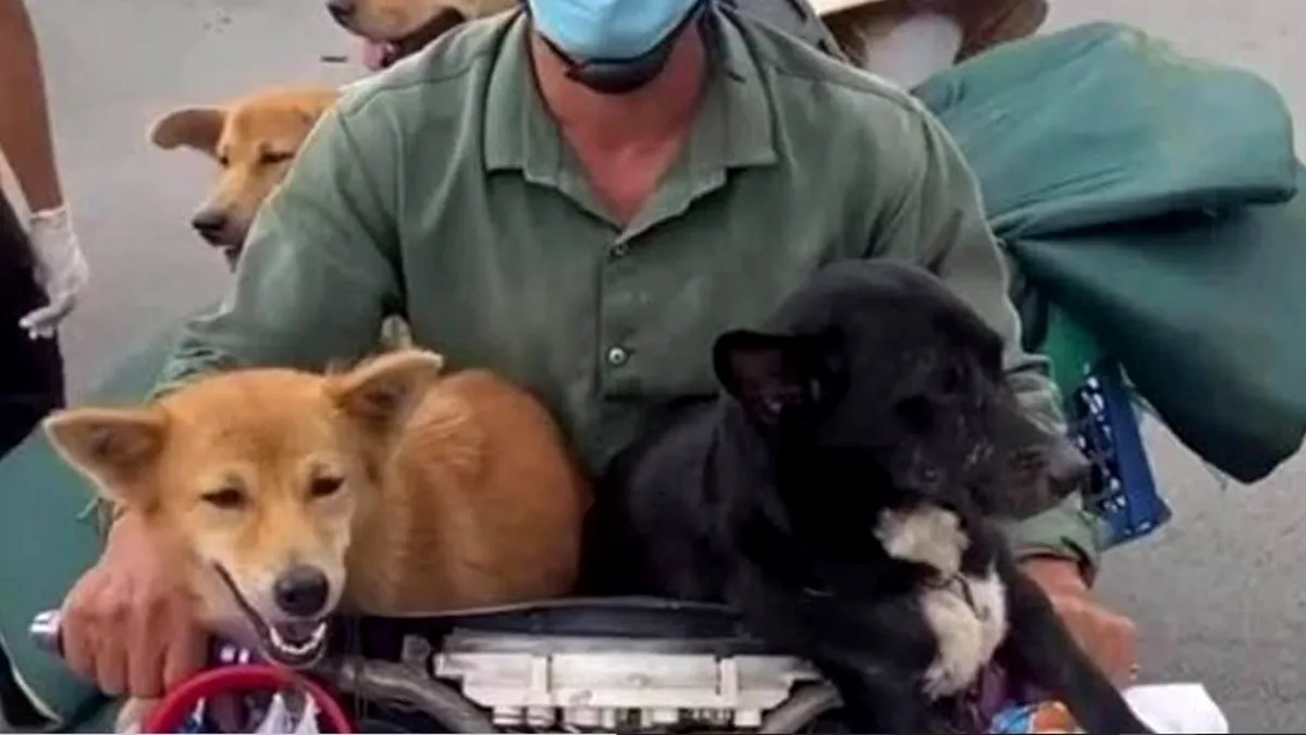Vietnam: Stăpânii plâng după ce câinii lor au fost uciși din cauza Covid