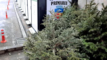 Zeci de tone de brazi naturali de Crăciun, transformați în compost la Galați