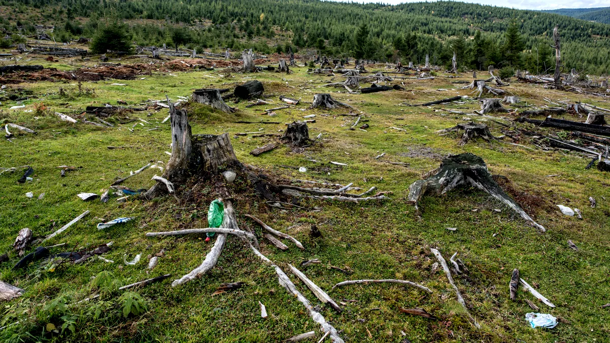 Pădurile României, distruse de 7 producători IKEA! Greenpeace trage un semnal de alarmă