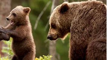 Pentru cine votăm, până la urmă: și pentru fauna României, cu speciile sale emblematice, rare sau unice! (VIDEO)