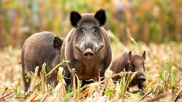 Carne albastru neon la porcii sălbatici. Autoritățile avertizează: pericol pentru oameni