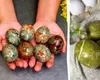 Ouă verzi de Paște, vopsite bio: două metode ingenioase cu turmeric și hibiscus