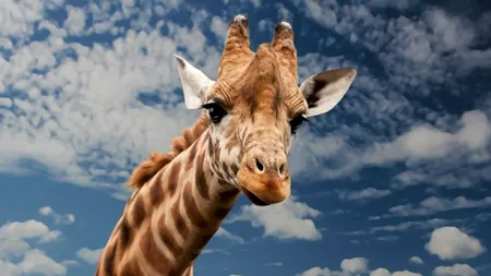 Un studiu despre un strămoș al girafel oferă informații despre evoluția gâtului lung al speciei