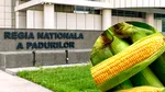 O direcție silvică din inima Bărăganului cumpără porumb tocmai de la Iași