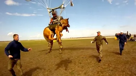 Armata Rusiei antrenează câini să sară cu parașuta (FOTO)