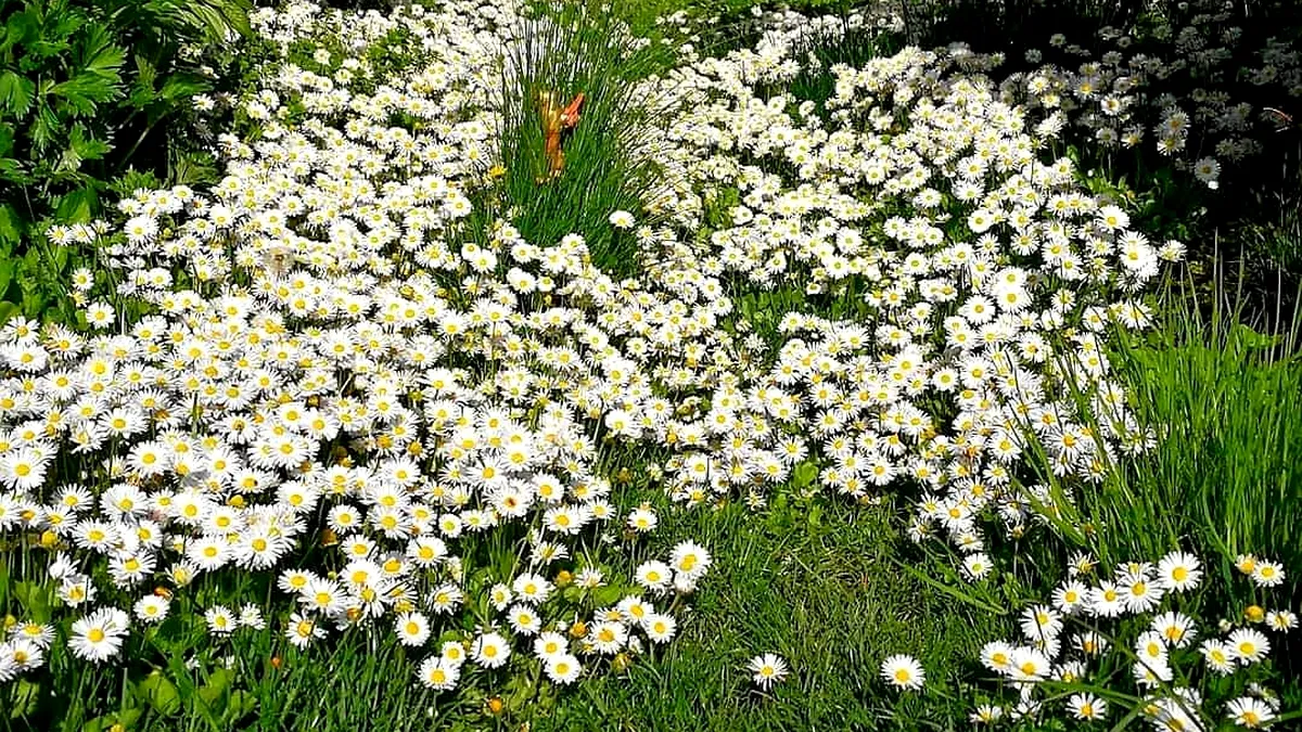Fauna şi flora globale, ameninţate într-un grad mai mare decât s-a crezut iniţial (studiu)