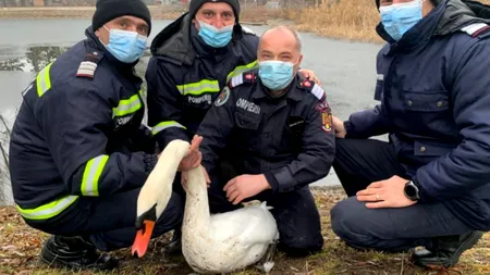 Suceava: O lebădă a fost salvată dintr-un lac înghețat