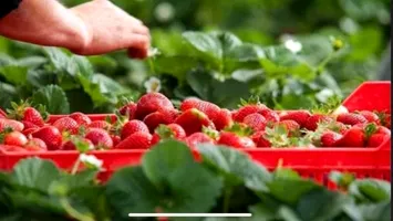 Căpșunile Europei, munca nevăzută a românilor. Mărturia Cristinei, de pe câmpurile Germaniei