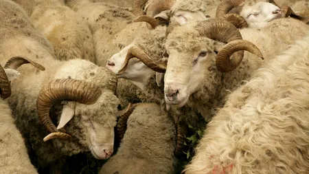 România va relua exporturile de carne şi animale vii către Turcia