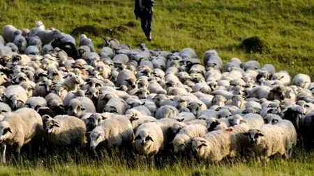 O nouă piață de desfacere pentru România! Unde vor pleca la export mii de ovine