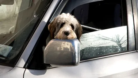 Schimbări în Codul Rutier. Atenție la bagaje și la animalele de companie