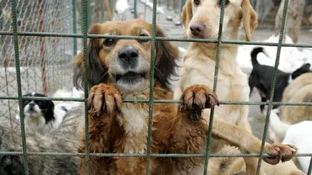 Afacerea câinilor fără stăpân de la Suraia-Vrancea a fost supervizată de conducerea... Direcției Sanitar Veterinară și pentru Siguranța Alimentelor Vrancea