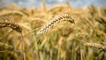 Expiră măsurile care scutesc de taxe cerealele din Ucraina