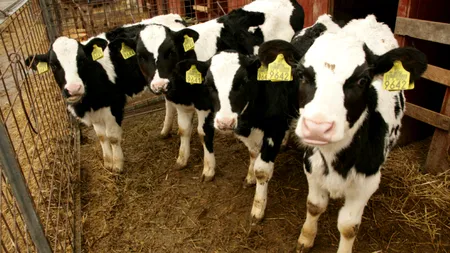 Ce subvenții primesc crescătorii de bovine, în acest an
