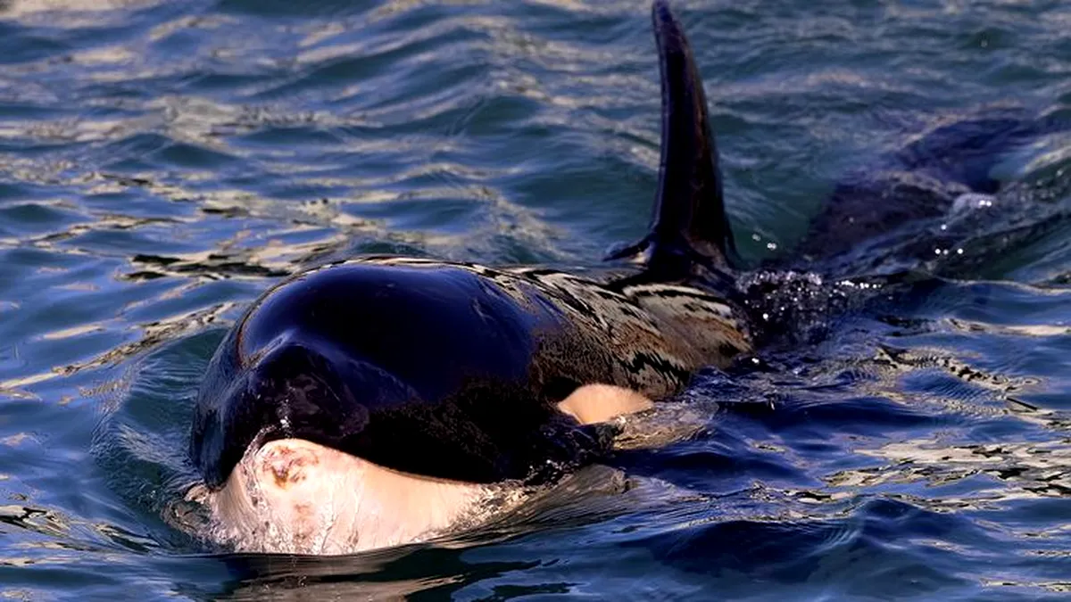 Balena ucigașă care rătăcește pe Sena de mai multe zile va fi eutanasiată
