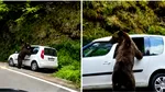 Incident pe Transfăgărășan: un urs a spart geamul unui autoturism în căutare de mâncare