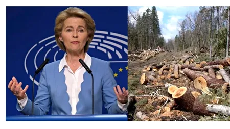 EXCLUSIV. Adio tăieri ilegale: Pădurile din Uniunea Europeană vor fi monitorizate prin satelit din 14 iulie 2021