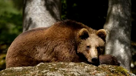 Primii urși care intră frecvent în oraș au fost prinși și relocați la câteva sute de kilometri de Brașov