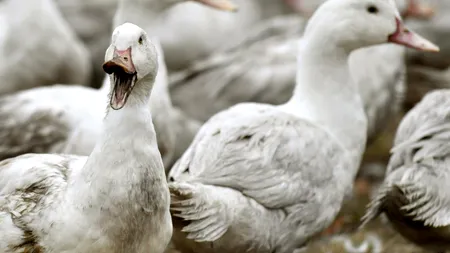 Gripa aviară face ravagii în Franța: 10 milioane păsări sacrificate, în ultimele patru luni