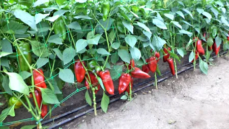 Peste 342,4 de milioane de lei pentru susținerea producției de legume cultivate în spații protejate, în 2025