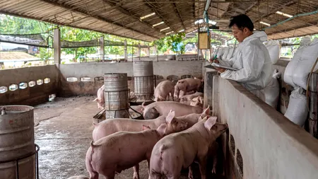 Satul unde mirosurile puternice și problemele de sănătate sunt provocate de o fermă de porci