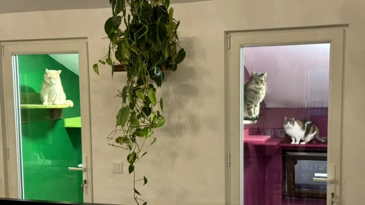 „La Mâțe”, locul unde poți răsfăța peste 100 de pisici în timp ce-ți bei cafeaua