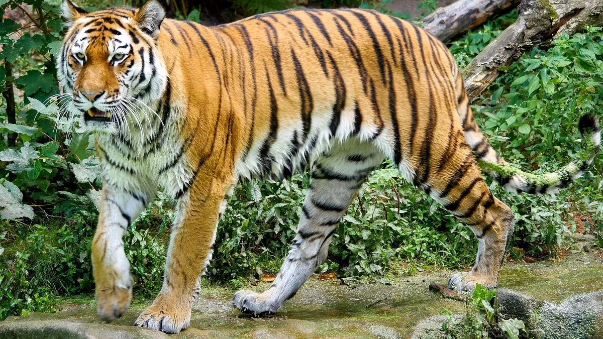 O grădină zoologică va începe să-și vaccineze animalele împotriva COVID-19