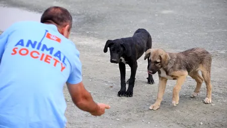 Cum te aperi de câinii agresivi - sfaturi de la poliţistul care a salvat de la moarte un om atacat de o haită de câini