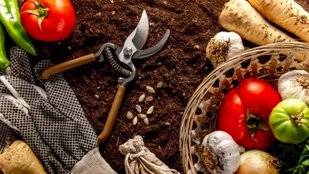 România – campioana risipirii potențialului agroalimentar: cinci cauze ale eșecului