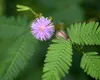 Planta care simte, se mișcă și „plânge”