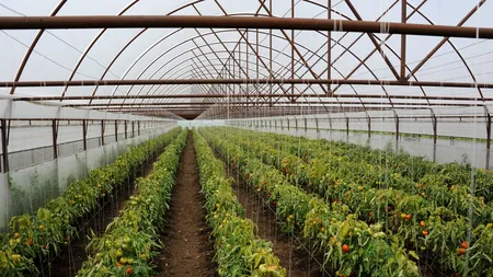 Legumicultorii cer prelungirea Programului Tomata. Peste 80% nu se încadrează în termene