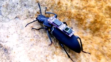 Gândacii cyborg, eroii operațiunilor de salvare în cazul unor dezastre viitoare