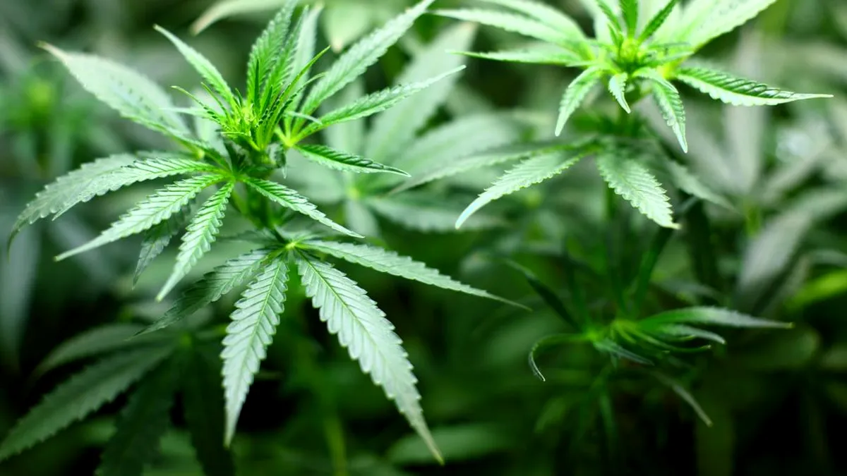 Cannabisul, legalizat în alte patru state americane