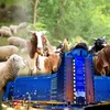 Bruxelles cedează în fața ciobanilor: planul de deblocare a exporturilor de ovine și caprine, aprobat la două zile după protestul violent